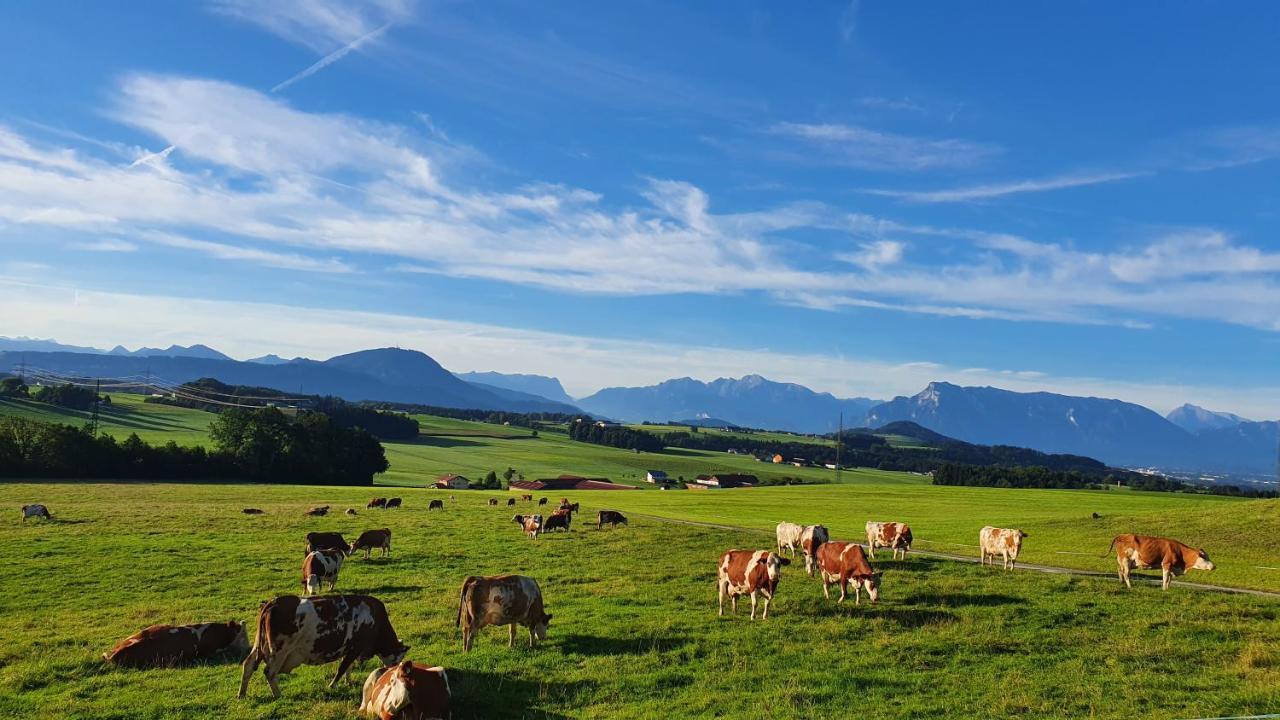 Idyllische Designer-Apartments Am Bio-Bauernhof In Salzburgerseenland Schmiding 10 Зекирхен-ам-Валлерзе Экстерьер фото